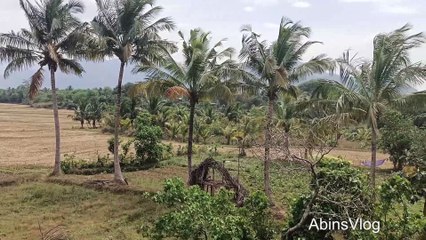 Beautiful  Rice Field View from Kollam-Madurai Passenger Train  | கொல்லம்-மதுரை பாசஞ்சர் ரயிலில் இருந்து அழகான நெல் வயல் காட்சி