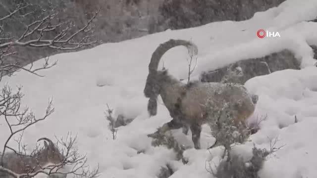Yaban keçilerinin yoğun karda karınlarını doyurma mücadelesi