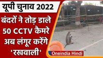 UP Election 2022: Monkeys के आंतक से परेशान निर्वाचन आयोग ने लिया लंगूरों का सहारा | वनइंडिया हिंदी