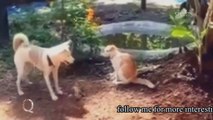 cute animals Funny fight || Animals Funny fight video||follow me for more interesting video