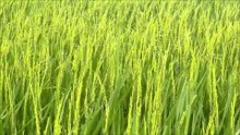 Two months old rice plants in Thailand