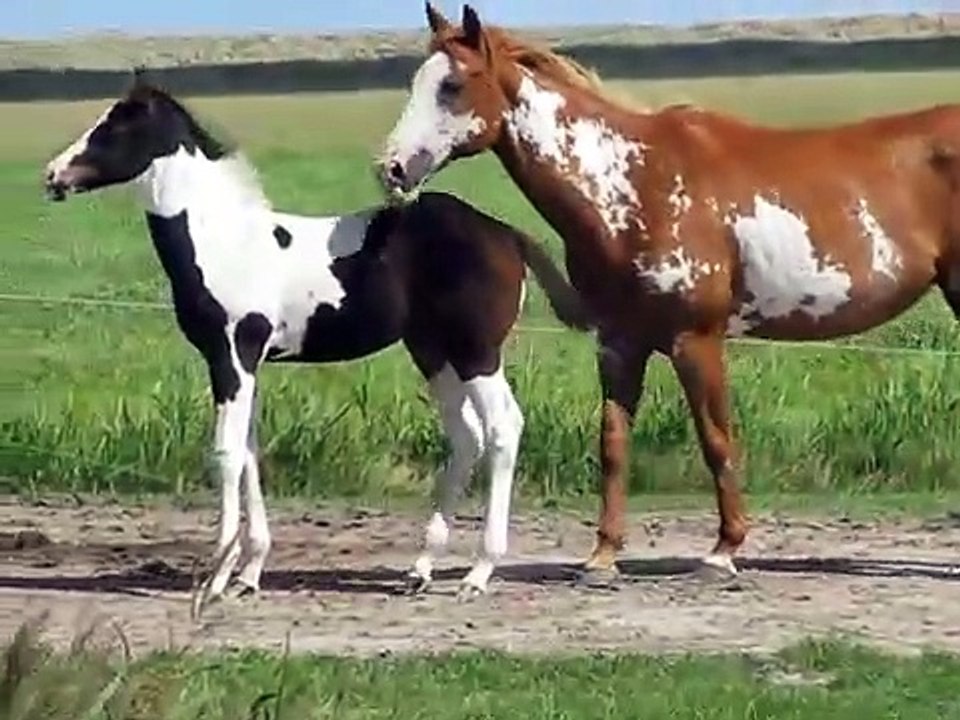 American_Paint_Horse_foals_Tiny_Lil_en_Bruce_20...