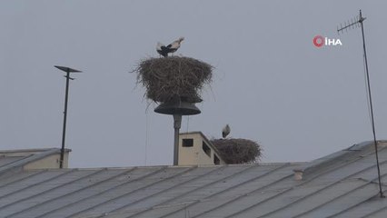 Iğdır dört mevsim leyleklere ev sahipliği yapıyor