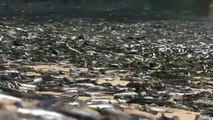 Aparecen muertas miles de sardinas y anchoas en una playa de Chile