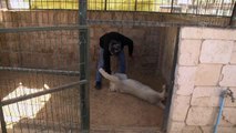 Libya'da yabani hayvan yetiştiren aile halkın 