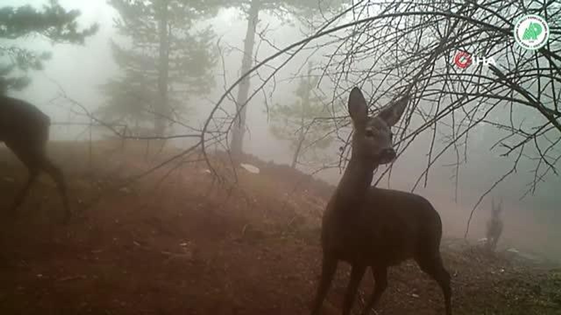 Yaban hayatı fotokapanlarla görüntülendi