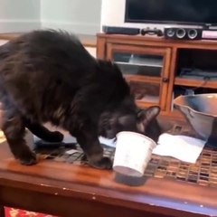 07.Funniest Cats  - Don't try to hold back Laughter  - Funny Cats Life