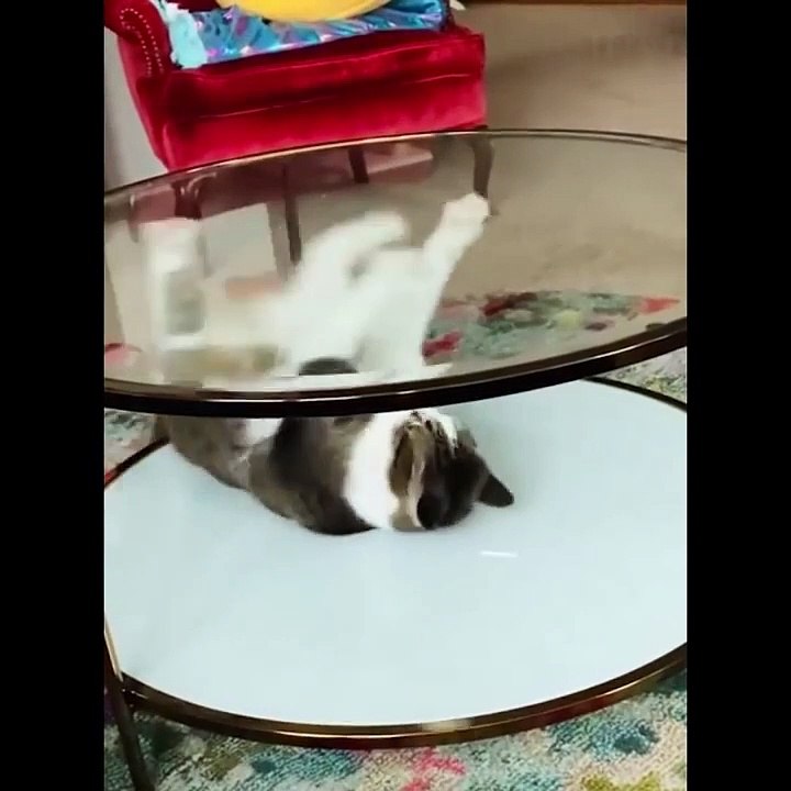 12.Funniest Cats  - Don't try to hold back Laughter  - Funny Cats Life