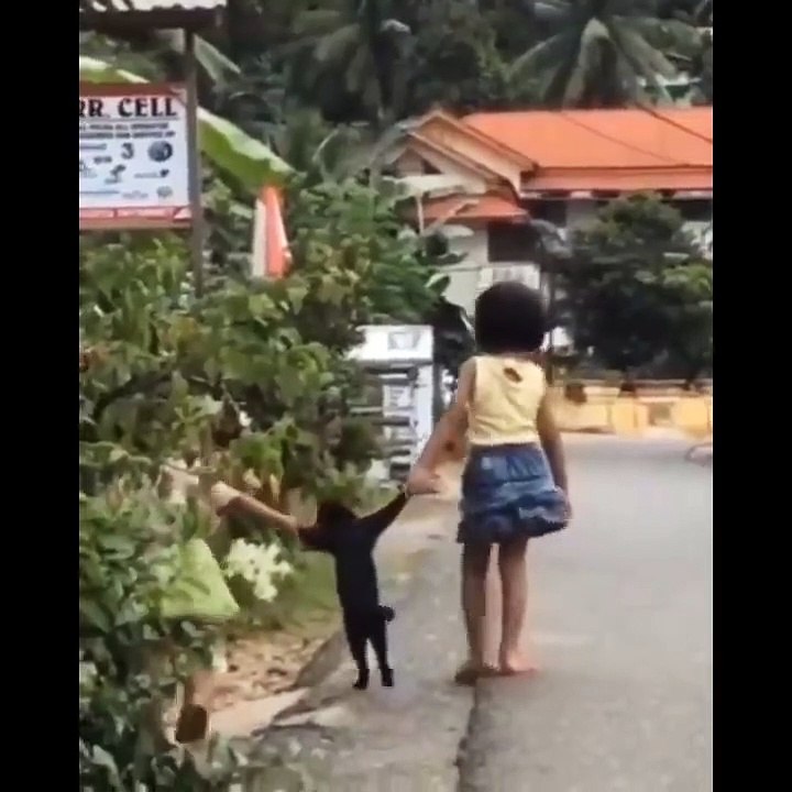 13.Funniest Cats  - Don't try to hold back Laughter  - Funny Cats Life