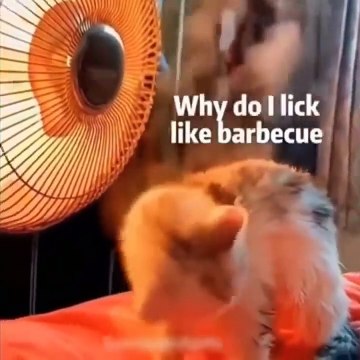 22.Funniest Cats - Don't try to hold back Laughter - Funny Cats Life