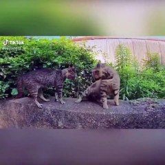 27.Funniest Cats  - Don't try to hold back Laughter  - Funny Cats Life