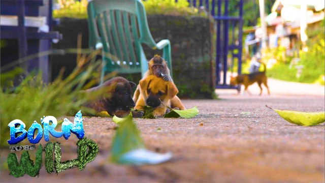 Born to be Wild: Dodong’s special friends