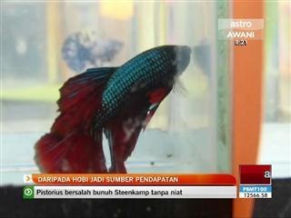Ikan Laga: Daripada hobi jadi sumber pendapatan