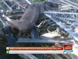 Makhluk aneh mungkin seekor beruang matahari yang sakit