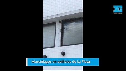 Alertan por "invasión" de murciélagos en un barrio céntrico de La Plata