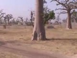 Sénégal 2008 - forêt de Baobabs .avi