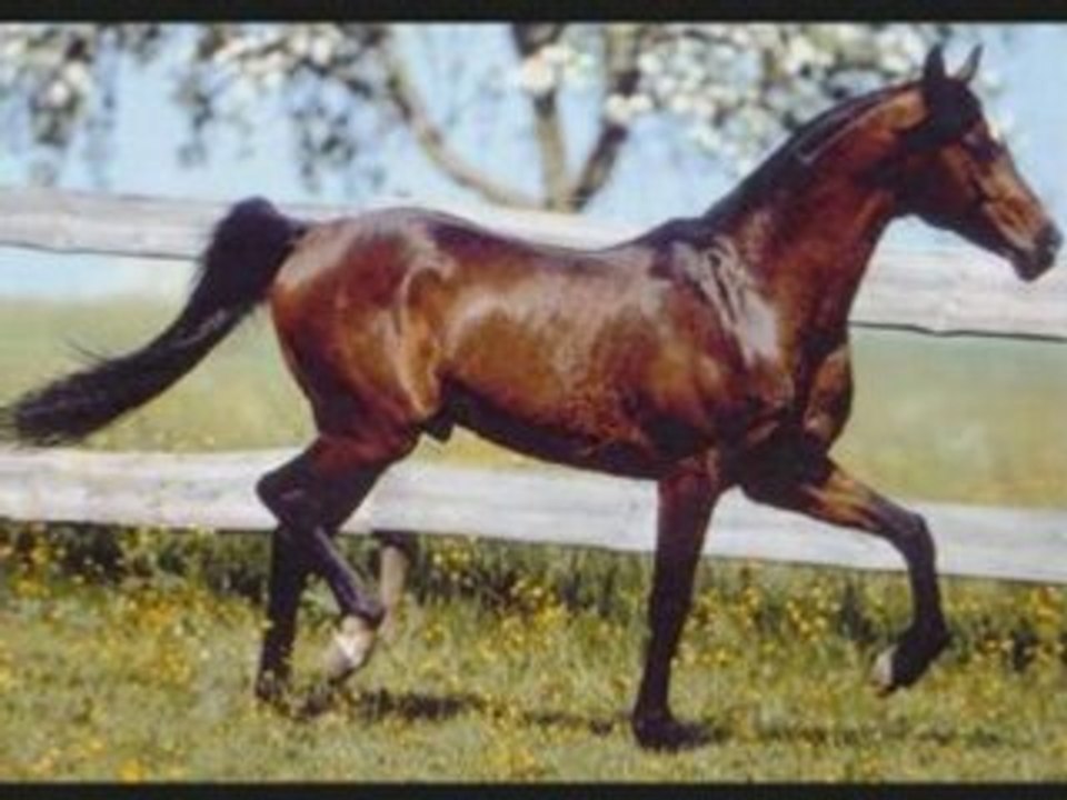 Chevaux