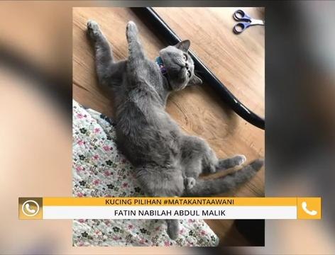 #Bualan 23 Okt: Kucing pilihan #MataKantaAWANI