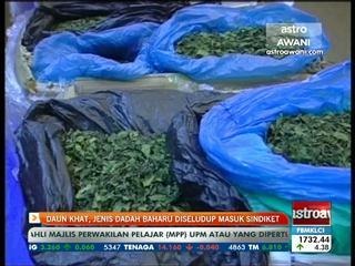 Daun khat, jenis dadah baharu diseludup masuk sindiket