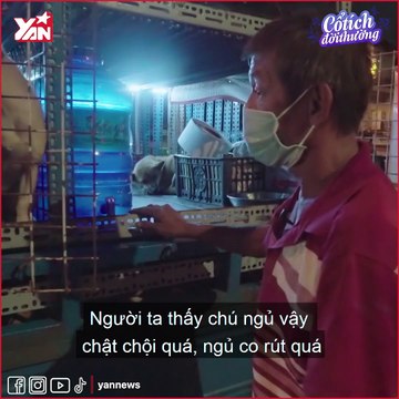 Xúc động người đàn ông nhặt ve chai cứu 20 chú chó khỏi lò mổ
