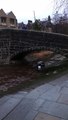 The high water in Hebden Bridge town centre on February 20, 2022. Video by John McMahon