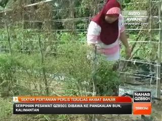 Sektor pertanian Perlis terjejas akibat banjir