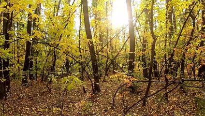 Free to Use Nature Videos with High Quality - Part 7 (No Sound)