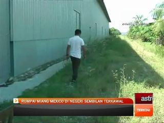 Rumpai Miang Mexico di Negeri Sembilan terkawal