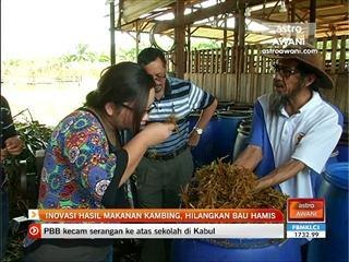 Inovasi hasil makanan kambing, hilangkan bau hamis