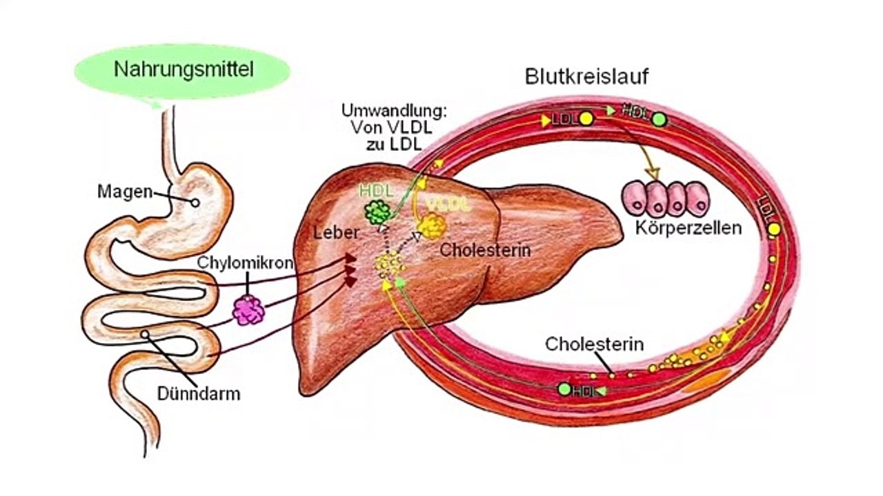 Viele Wege führen zur Leber Großes Organ mit großer Wirkung Anatomie- Funktion- Krankheiten