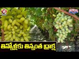 తిన్నోళ్లకు తిన్నంత ద్రాక్ష | Grapes Festival In Konda Laxman Horticulture University | V6 Teenmaar