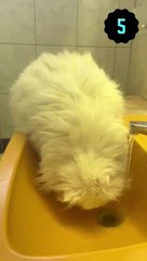 Cute cat drinks water from the tap