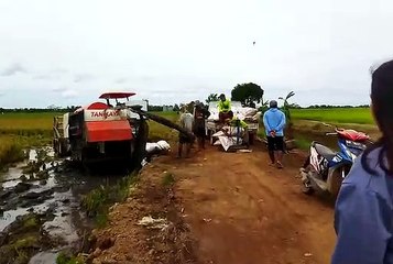 Masuki Panen Raya, Harga Padi di Belanti Siam Diprediksi Turun