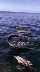 Dolphins in Twofold Bay  I   February 19, 2022   I    Eden Magnet