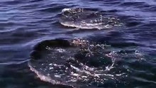 Dolphins in Twofold Bay  I   February 19, 2022   I    Eden Magnet