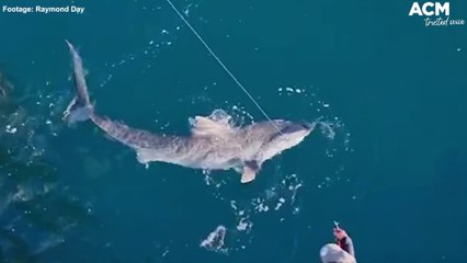 Tiger shark caught on line at Tathra Wharf | February 21, 2022 | Bega District News