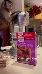 Day 210 Christmas Baking With Gaitlyn Rae Queen Anne Grinch Cake ‍