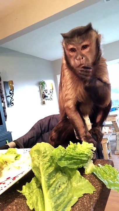 Dinner! Lettuce wraps 1st you gotta tear the lettuce