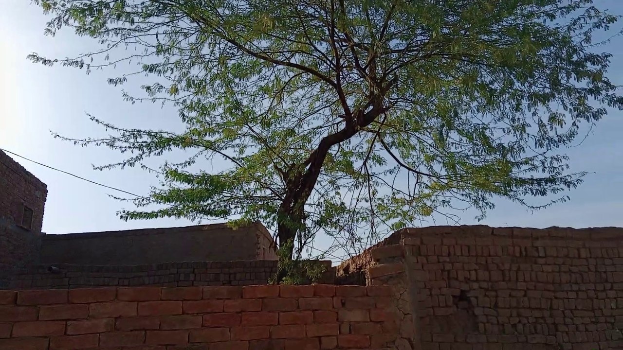 Beautiful tree in village life 
