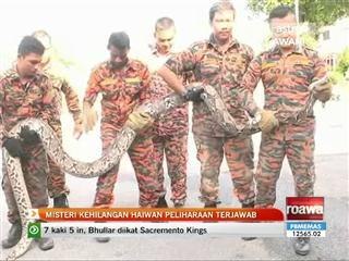 Misteri kehilangan haiwan peliharaan terjawab