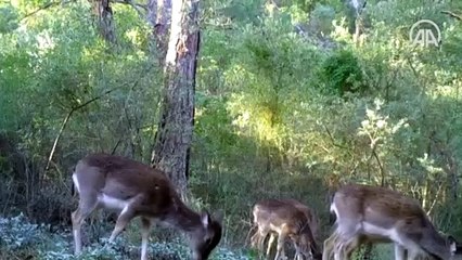 Dağ keçileri ile kurtların yiyecek arayışı fotokapana yansıdı