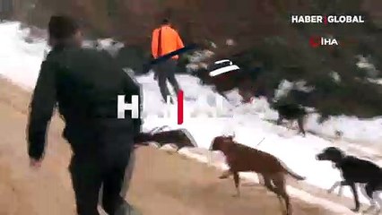 Bilecik'te domuz avına çıktı, 220 kiloluk domuzun saldırısından böyle kaçtı