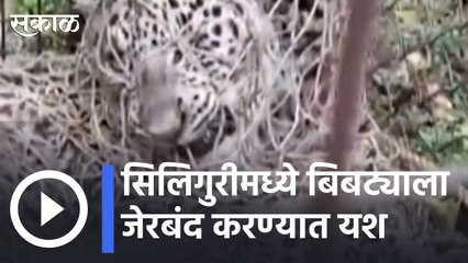 Siliguri News| सिलिगुरीमध्ये बिबट्याला जेरबंद करण्यात यश  | Sakal |