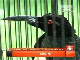 Permintaan tinggi dorong penyeludupan haiwan eksotik