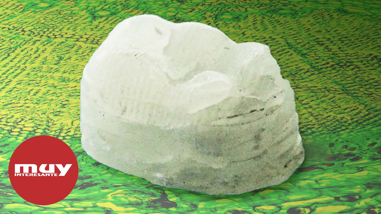 Fabrican plásticos sostenibles a partir de la madera como materia prima