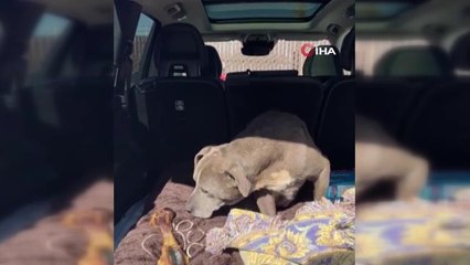 ABD'de kayıp köpek 12 yıl sonra ailesine kavuştu