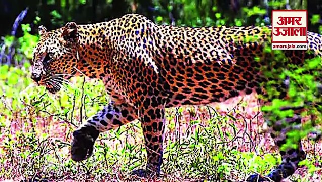 Leopard Sighted In Ambala|अंबाला में दिखा तेंदुआ अभी तक नहीं पकड़ा गया Wildlife Department