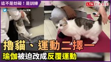 「擼我就是你最好的運動！」撒嬌貓拚命干擾飼主瑜伽　網友大爆笑