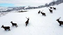Türkiye'nin ilk fauna alanında kış güzelliği... Tabiat parkındaki yaban hayvanları böyle görüntülendi