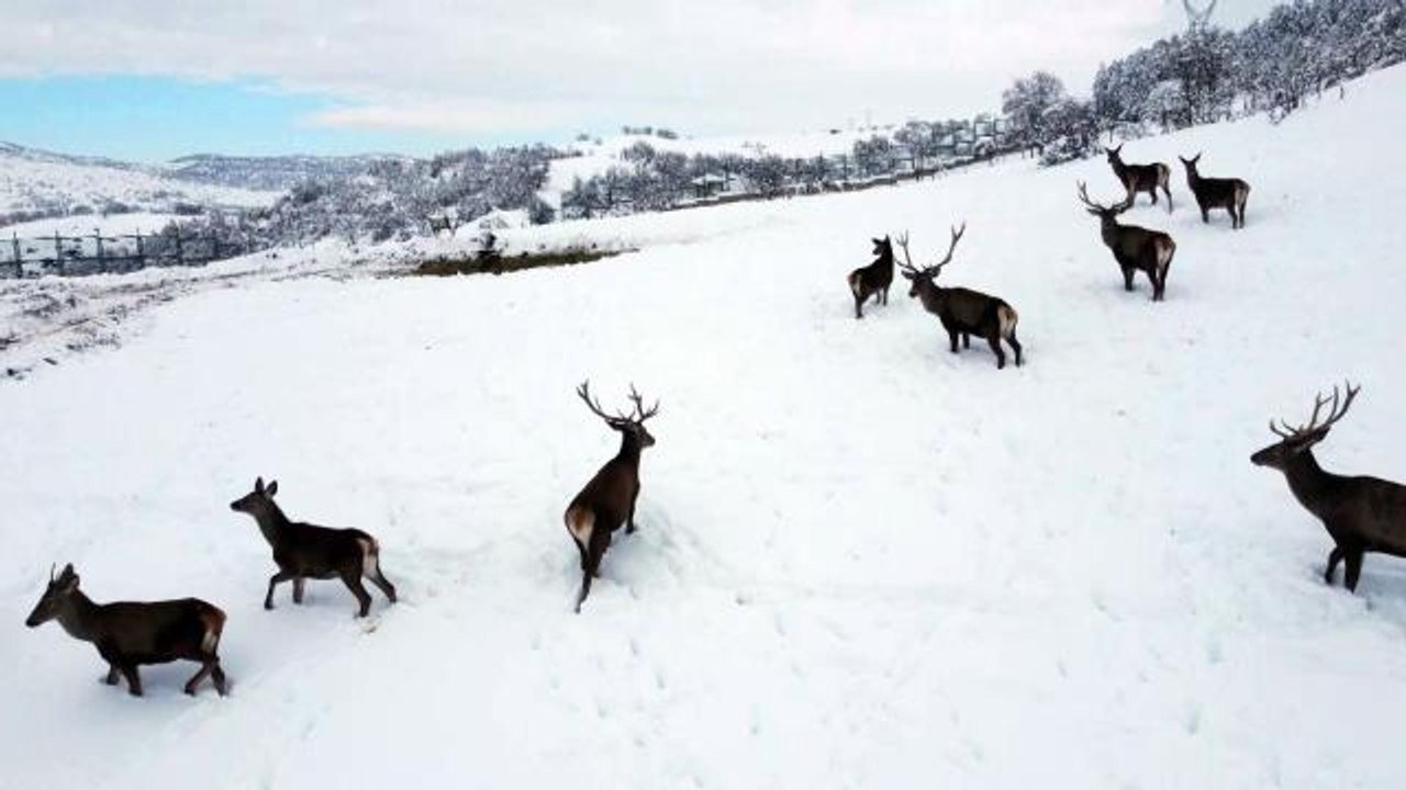 Türkiye'nin ilk fauna alanında kış güzelliği... Tabiat parkındaki yaban hayvanları böyle görüntülendi